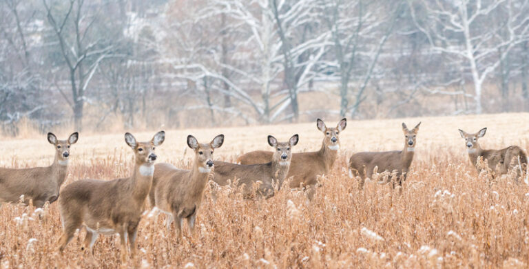 SARS-CoV-2 Variants Evolve Faster in White-Tailed Deer than in Humans