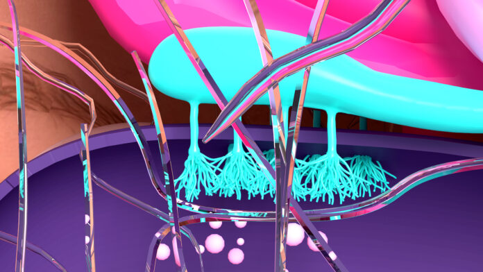 Components of the olfactory system.