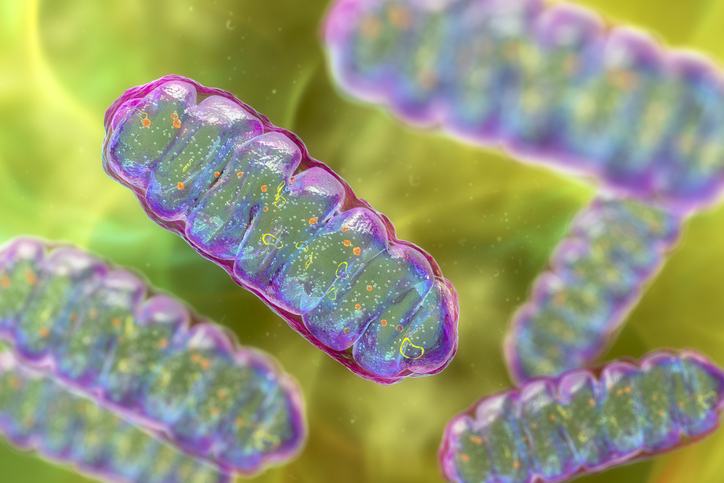 Mitochondrial Structure May Serve as Target for Future Therapeutics for Age-Related Diseases