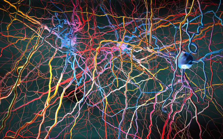 Free Energy Principle Predicts How Neurons Self Organize