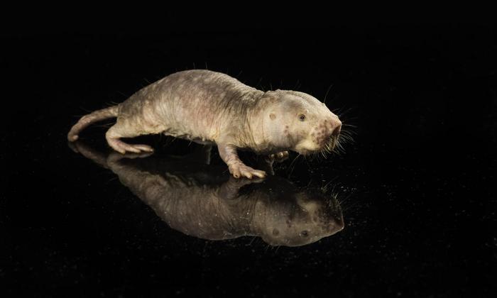 Naked Mole Rat Longevity Gene Lengthens Lifespan of Mice