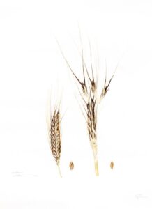 wheat genome