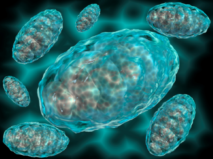 Microscopic view of mitochondria-image Microscopic view of Mitochondria.