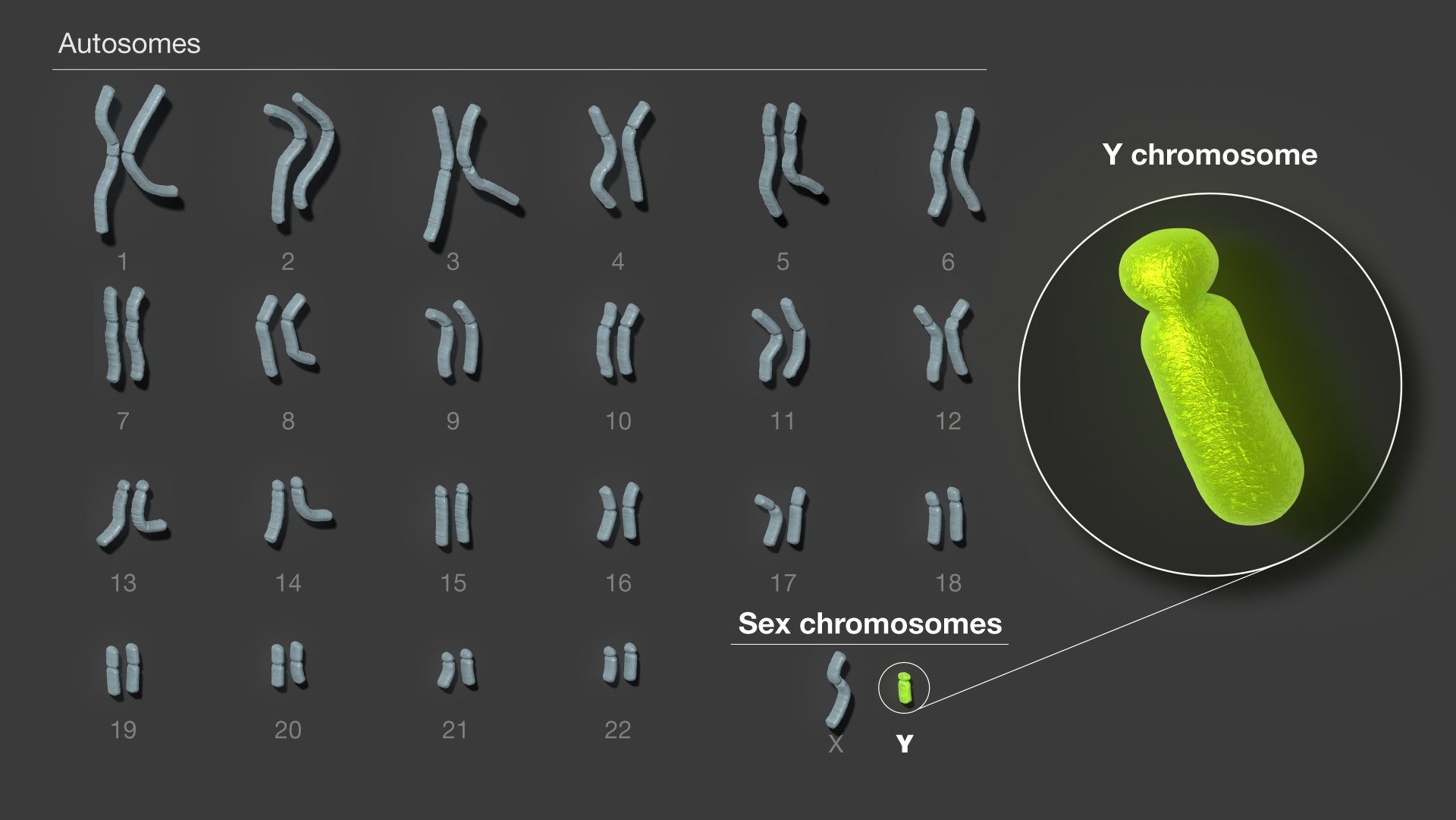 chromosome research