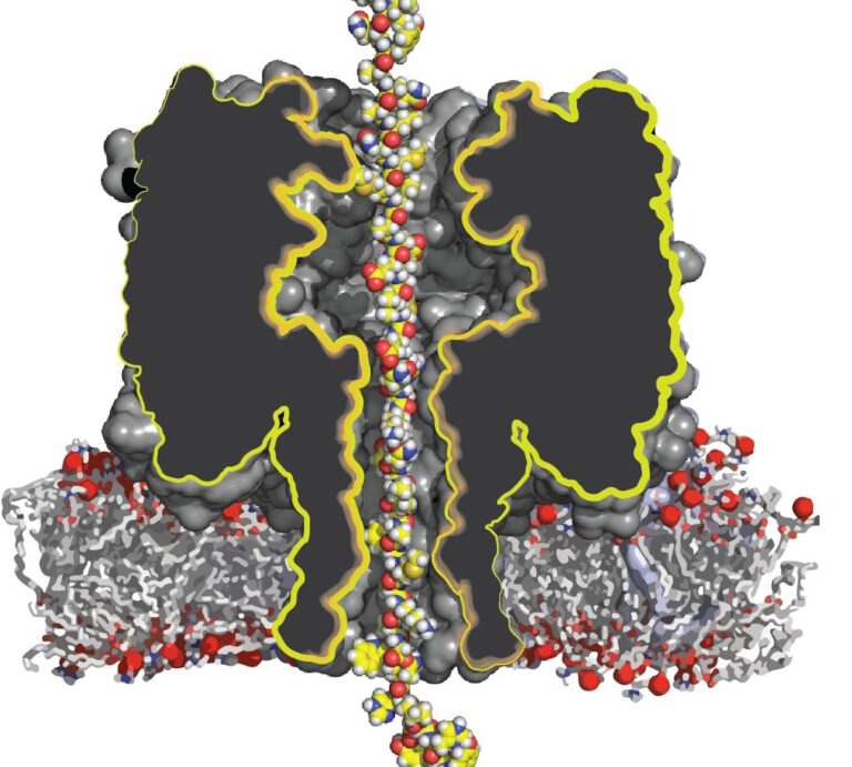 Engineered Nanopore Translocates Full Length Proteins