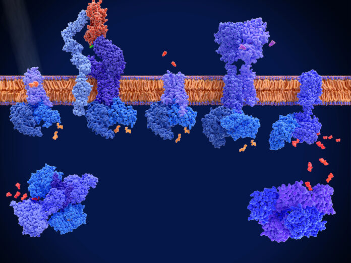 G protein-coupled receptors, molecular model GPCRs