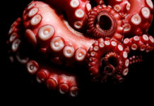 Octopus Sucker Inspired Patches Break Drug Delivery Barriers