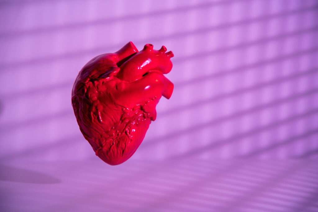 Human heart model