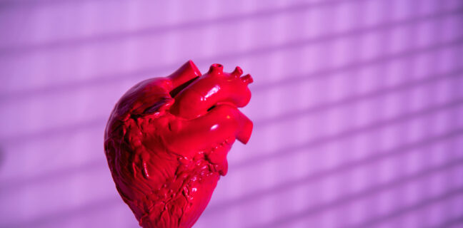 Human heart model