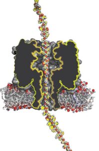 Protein sequencing nanopore