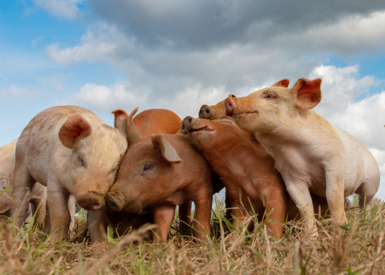 New Swine Flu Strains Raise Concerns about Pandemic Risks