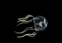 Jellyfish Can Learn from Past Experiences, Even without a Brain