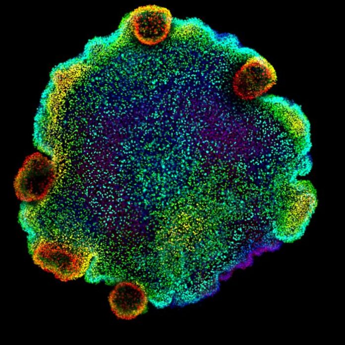 Confocal microscopy image of nuclei, coloured by depth, of Trichoplax sp. H2, one of the four species of placozoan for which the authors of the study created a cell atlas for.