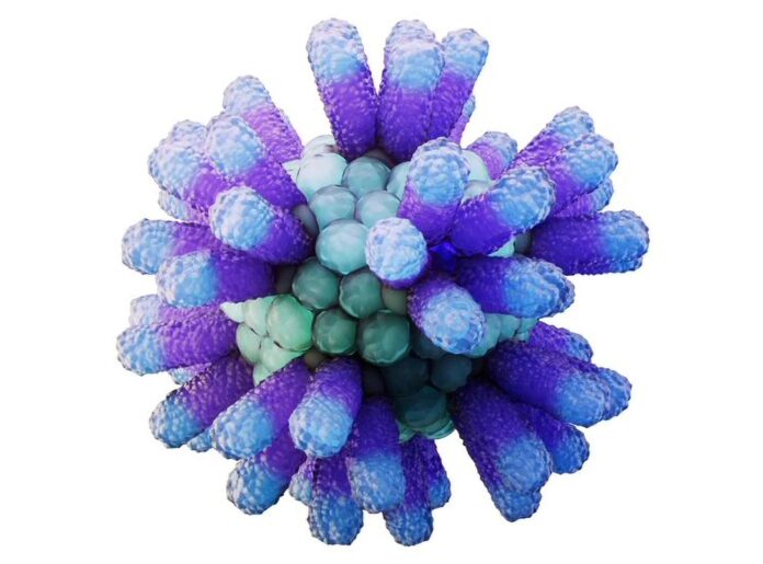 Anellovirus