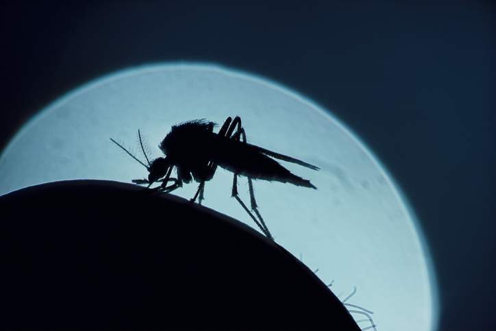 Malaria Protein Discovery Opens Path for New Antimalarial Strategies