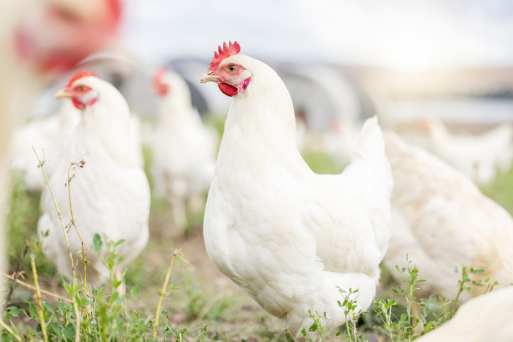 Avian Flu Target in Chickens Disguised by CRISPR