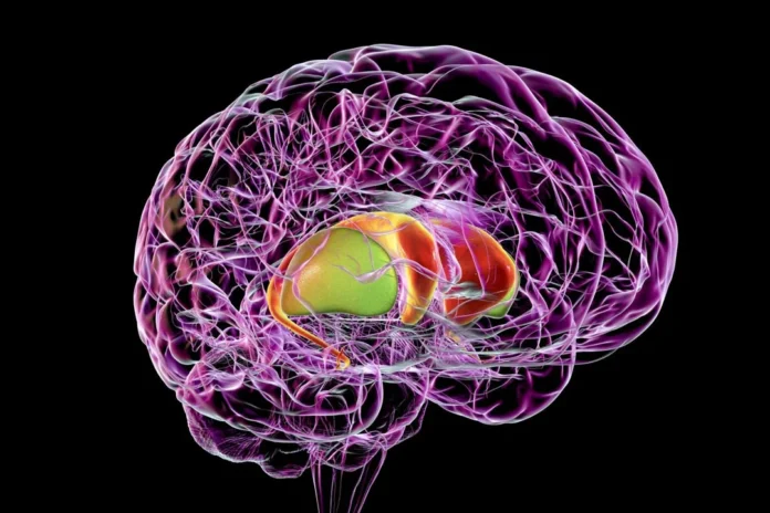 Getty_1322096315__Dorsal_striatum_in_the_brain Dorsal striatum in human brain