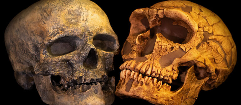 Genomes Reveal the Encounter between Neanderthals and Sapiens