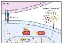 Taking the STING out of the Cytokine Storm
