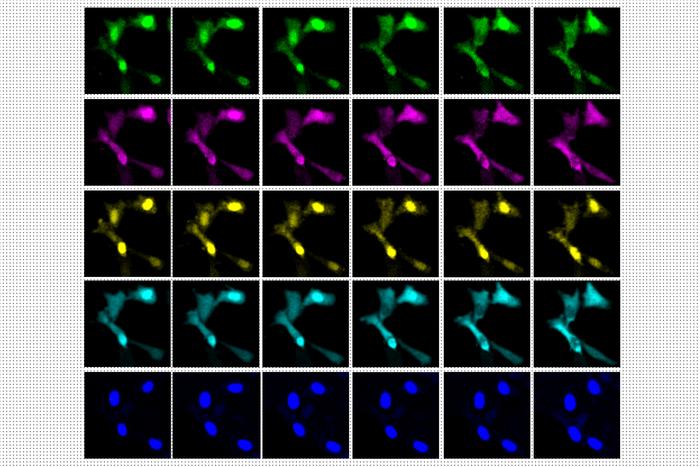 A sequence of images showing cells in transition. [MIT]