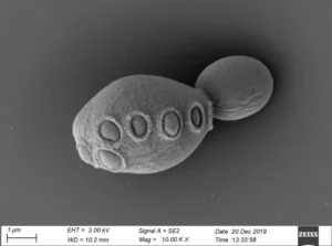 Scanning electron micrographs of the syn6.5 strain of yeast which has ~31% synthetic DNA and displays normal morphology and budding behavior