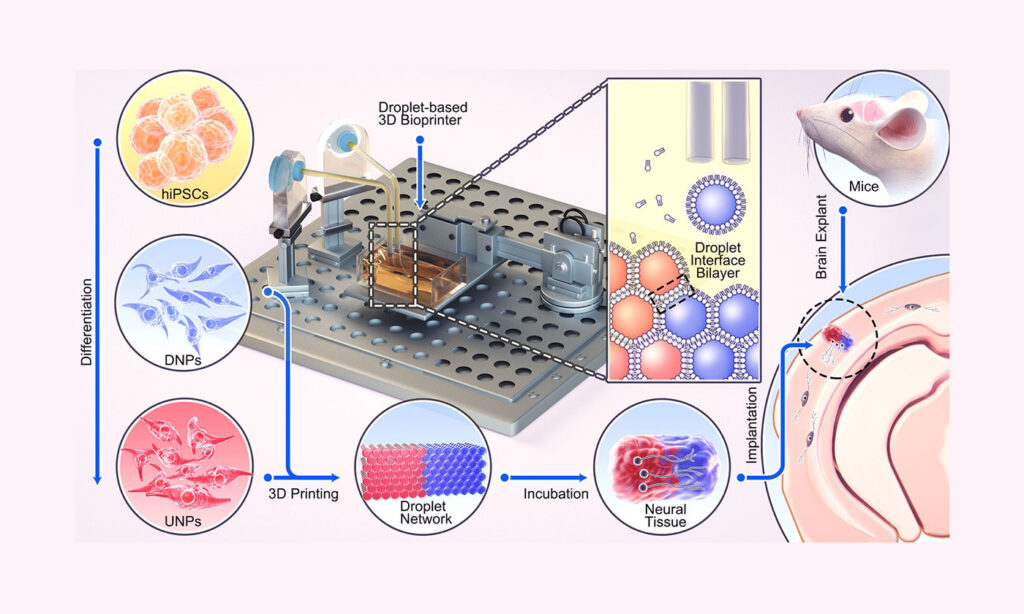 3D bioprinting technique diagram
