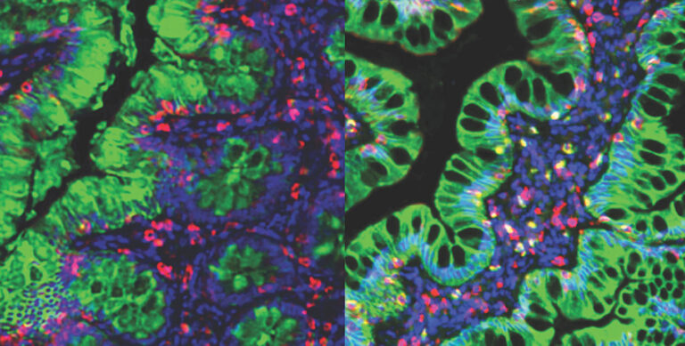 Empowering Spatial Biology Research with Accessible Automated Staining Technology