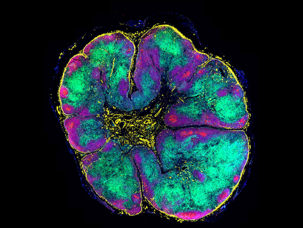 52-plex immunofluorescence image whole human lymph node
