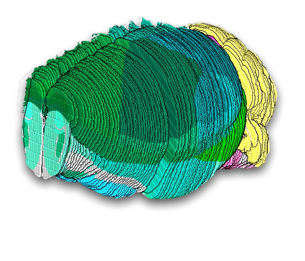 Spatial Map of Mouse Brain