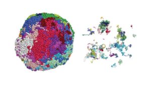 The genome inside an olfactory cell’s nucleus is shown as a tangle of color-marked chromosomes with genomic locations of olfactory receptor genes revealed on the right.