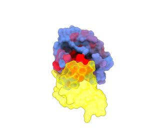 A three-dimensional image showing the human protein KRAS (blue) interacting with RAF1 (yellow), one of its main partners. The blue-to-red colour gradient indicates increasing potential for allosteric effects.
