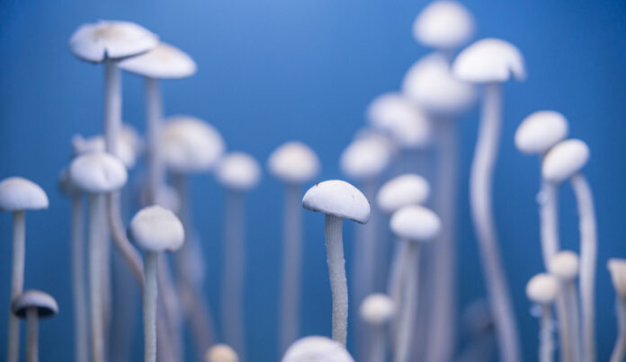 fungus