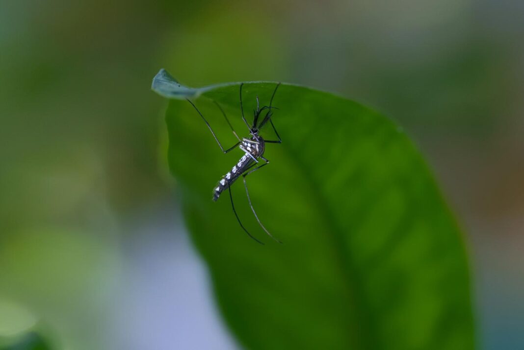 Mosquito on green Leave