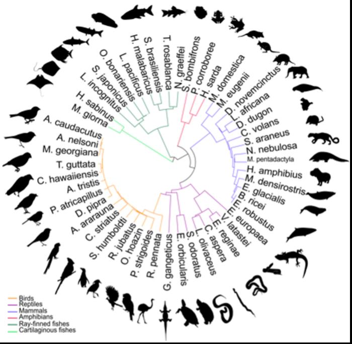 Animal genomes mapped