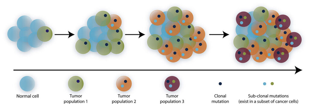 Cancer Clonal Evolution illustration