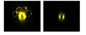 Plant root cross-section showing iron deficiency signal IMA1 expression (yellow) during iron deficiency (left) and iron deficiency plus simulated bacterial presence (right).