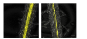 Plant root (gray) showing IMA1 expression (yellow) during iron deficiency (left) and iron deficiency plus simulated bacterial presence (right).