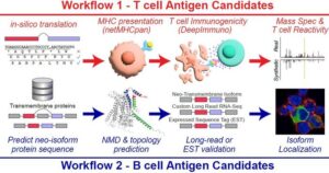 Researchers at Cincinnati Children's outlined two workflows for detecting new targets for cancer immunotherapies, one based on T cell antigens, the other upon B cell antigens.