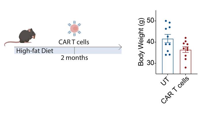 Young mice treated with CAR T cells age slower and have protection from natural aging-associated conditions like obesity and diabetes. The cartoon above shows a young mouse, treated with CAR T cells, who ate a high-fat diet for two months. The charts show that compared to untreated mice on the same diet, the treated mouse had lower body weight. 