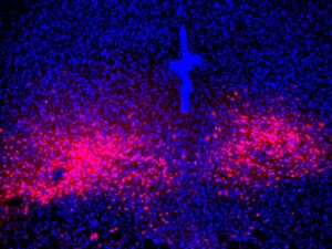 PAC1R-expressing dorsal raphe neurons in the mouse brain (red) serve as the projection targets for PACAP parabrachial neurons to mediate panic-like behavioral and physical symptoms. 