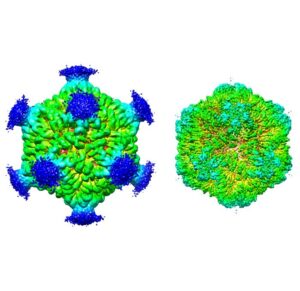 The three-dimensional structure of a PNMA2 complex, which can trigger a dangerous immune reaction when released by tumor cells. [Junjie Xu]