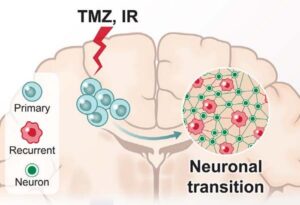 Glioblastoma cells can evade treatment by mimicking healthy neural cells. 