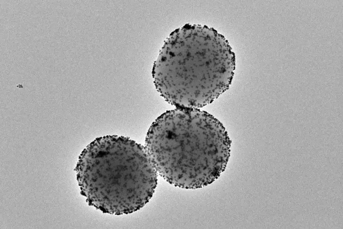 Transmission electron microscopy image of the nanorobots. [Institute for Bioengineering of Catalonia (IBEC)]