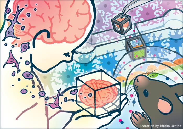 “Tissue-in-a-CUBE” System Models Blood-Brain Barrier
