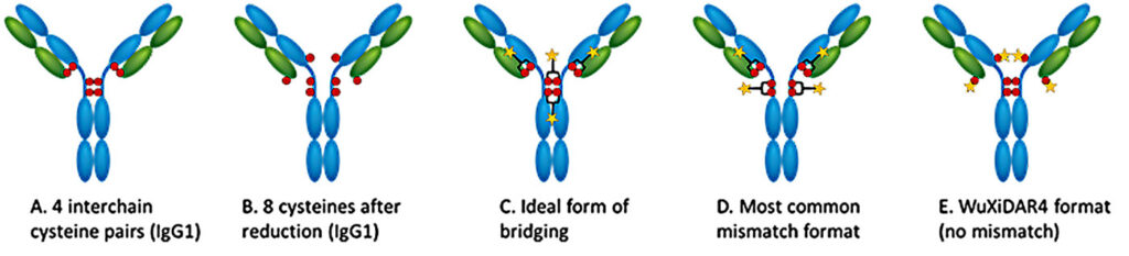 Typical human IgG1 antibodies