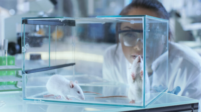Getty-827580658 lab mouse