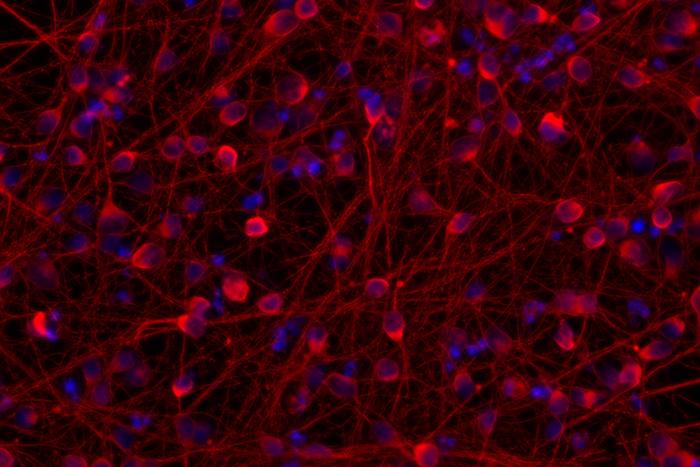 Epigenetic Barrier in Progenitor Cells Controls Neuronal Maturation Rate