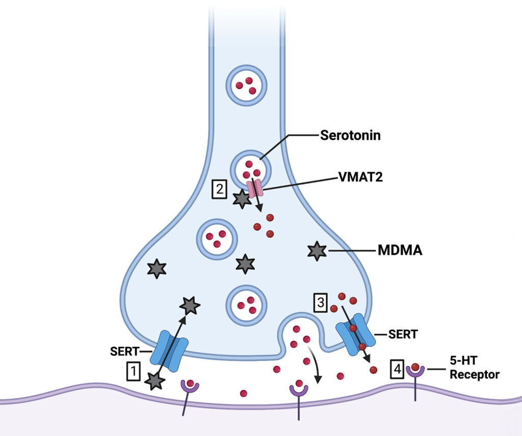 PharmAla Synapse illustration