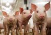 CRISPRed Pigs: Precision Porcine Gene Editing Combats PRRS Virus Threat