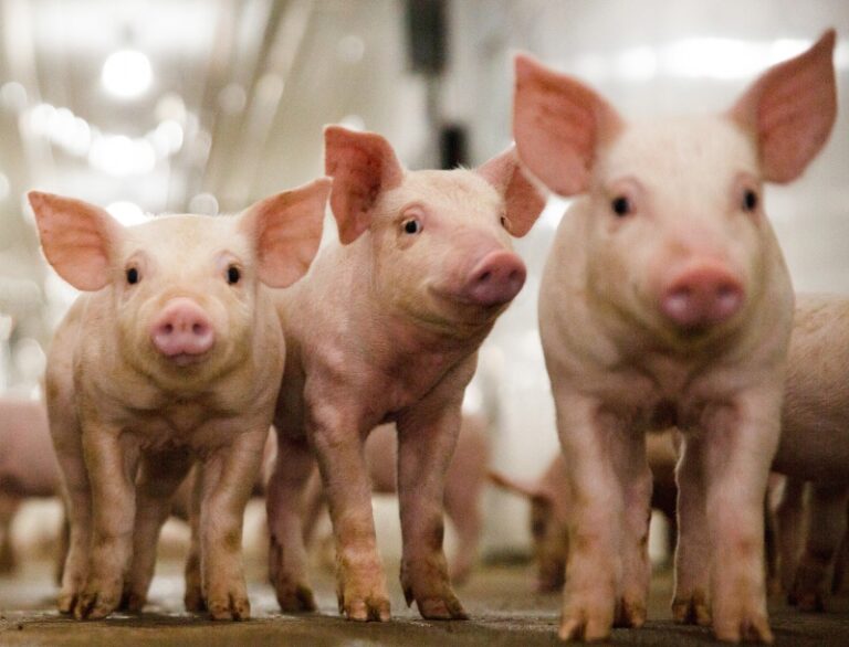 CRISPRed Pigs: Precision Porcine Gene Editing Combats PRRS Virus Threat